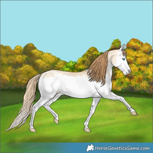 Horse Color:Buckskin Pearl Dun Splash 