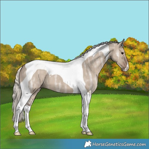 Horse Color:Silver Grullo Ice Tobiano 
