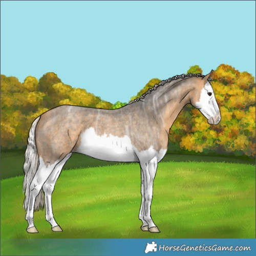 Horse Color:Silver Buckskin Ice Roan Splash 
