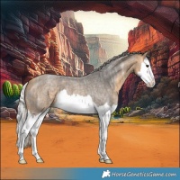 Horse Color:Silver Buckskin Ice Roan Splash 