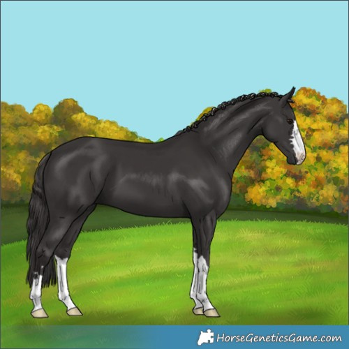 Horse Color:Smoky Black 