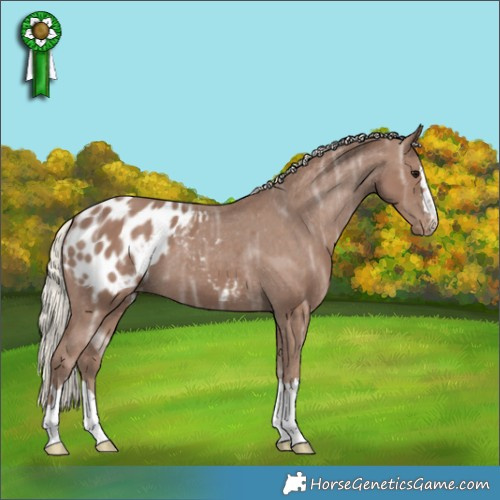 Horse Color:Silver Black Ice Appaloosa 