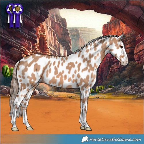 Horse Color:Red Dun Appaloosa 