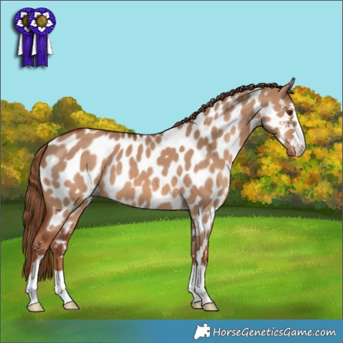 Horse Color:Red Dun Appaloosa 