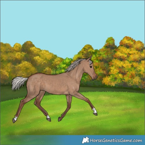 Horse Color:Silver Grullo 