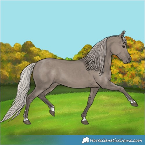 Horse Color:Silver Grullo 