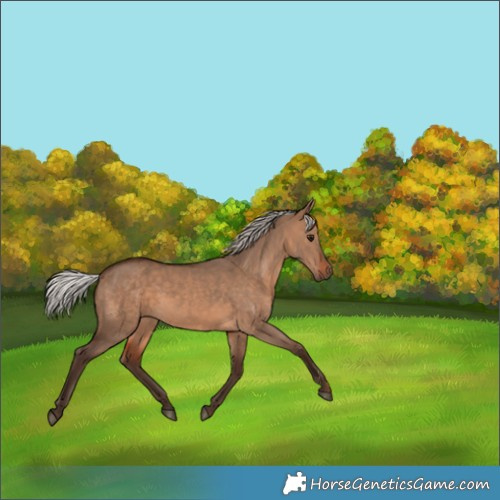 Horse Color:Silver Brown Dun 