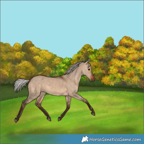 Horse Color:Silver Brown Dun 