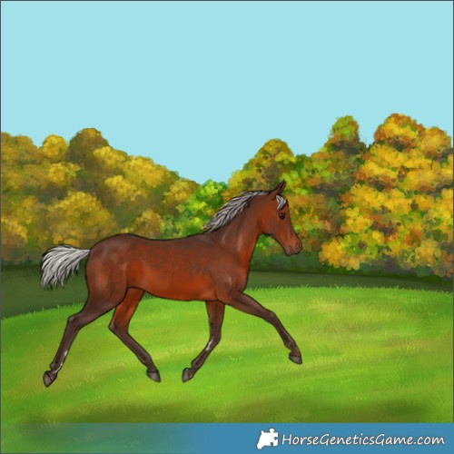 Horse Color:Silver Brown 