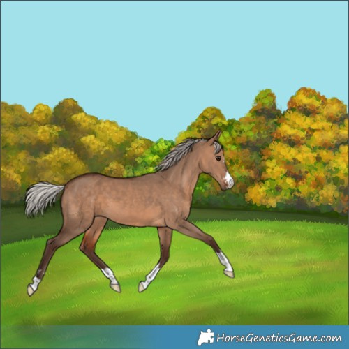 Horse Color:Silver Brown Dun 