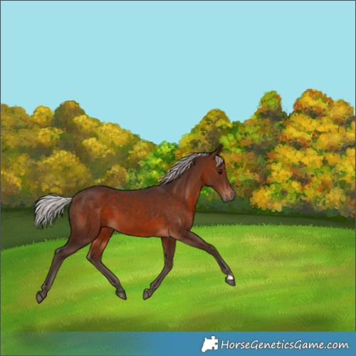 Horse Color:Silver Brown 