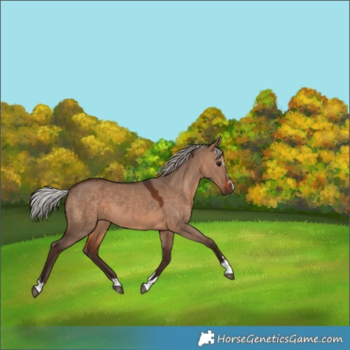 Horse Color:Silver Brown Dun 