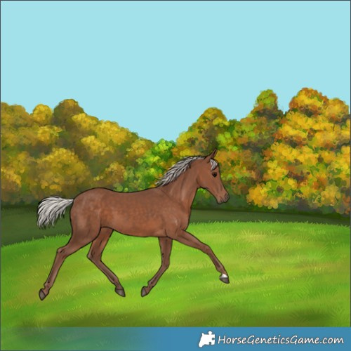 Horse Color:Silver Black 
