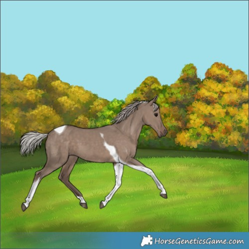 Horse Color:Silver Grullo Tobiano 