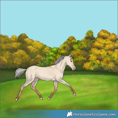 Horse Color:Silver Classic Champagne Dun 