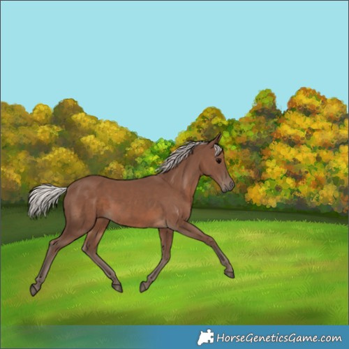 Horse Color:Silver Black 