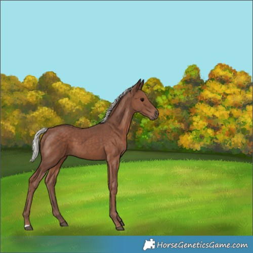 Horse Color:Silver Black 