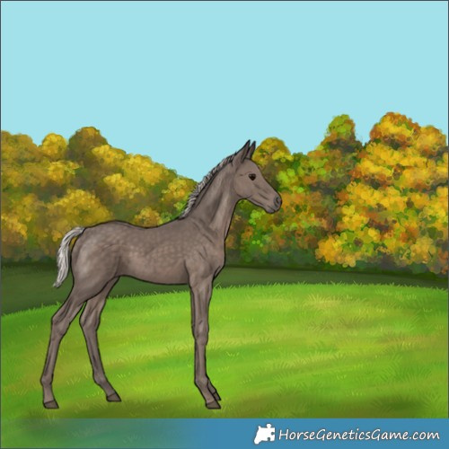 Horse Color:Silver Black 