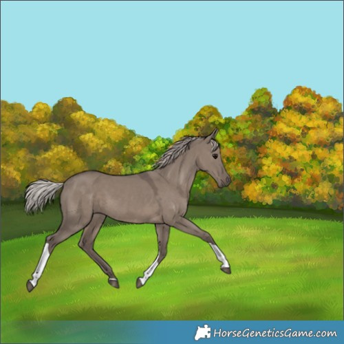Horse Color:Silver Grullo Tobiano 