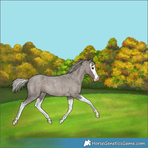 Horse Color:Silver Blue Roan Splash Rabicano 