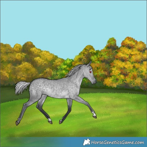 Horse Color:Silver Grullo Chinchilla 