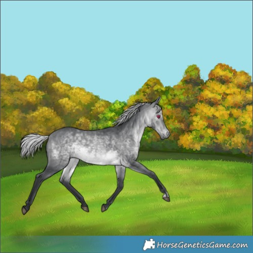 Horse Color:Silver Brown Chinchilla 