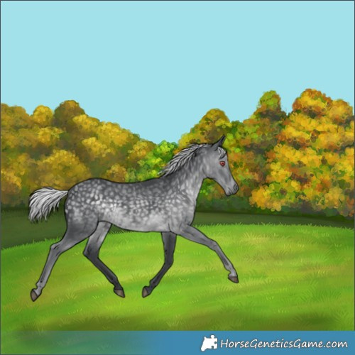 Horse Color:Silver Black Chinchilla 