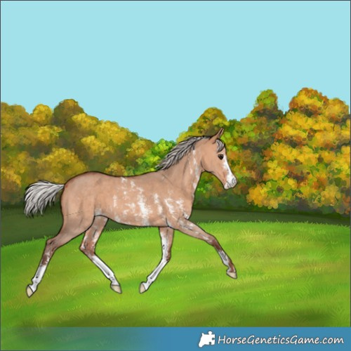 Horse Color:Silver Bay Dun Sabino 