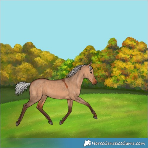 Horse Color:Silver Brown Dun 
