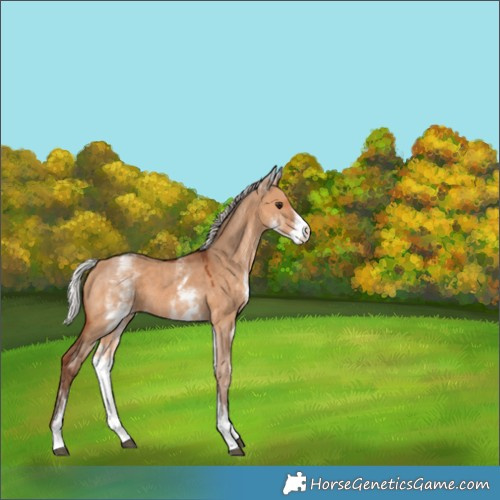 Horse Color:White Spotted Silver Bay Dun 