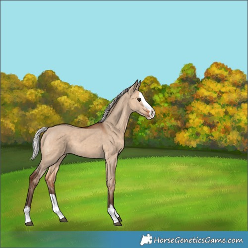 Horse Color:Silver Brown Dun Splash 