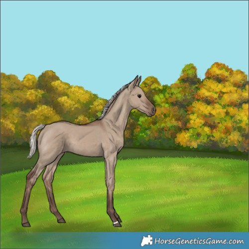 Horse Color:Silver Grullo 