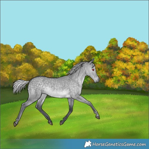 Horse Color:Silver Grullo Chinchilla 