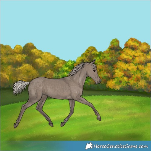 Horse Color:Silver Grullo 
