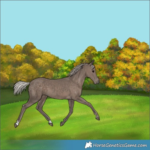 Horse Color:Silver Black 