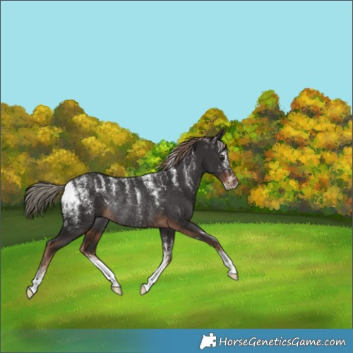 Horse Color:Liver Chestnut Rabicano 