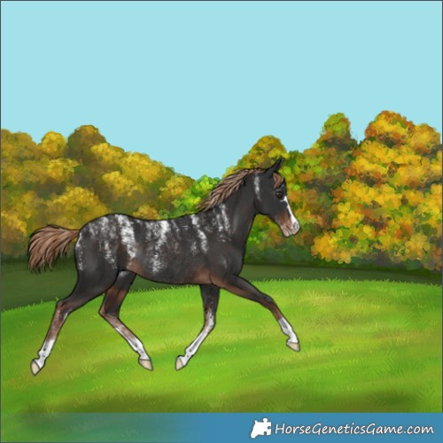 Horse Color:Liver Chestnut Rabicano 