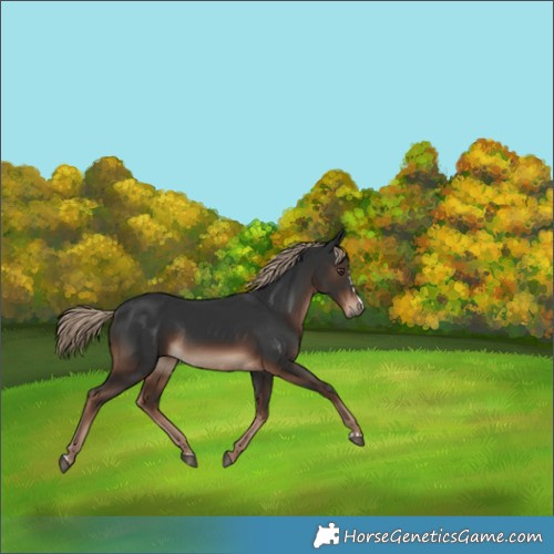 Horse Color:Liver Chestnut Rabicano 