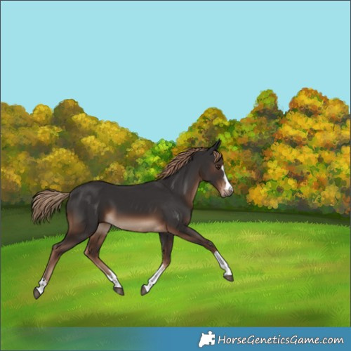Horse Color:Liver Chestnut Rabicano 