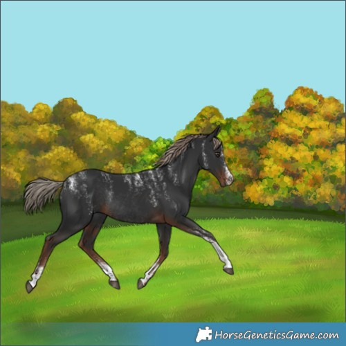 Horse Color:Liver Chestnut Rabicano 