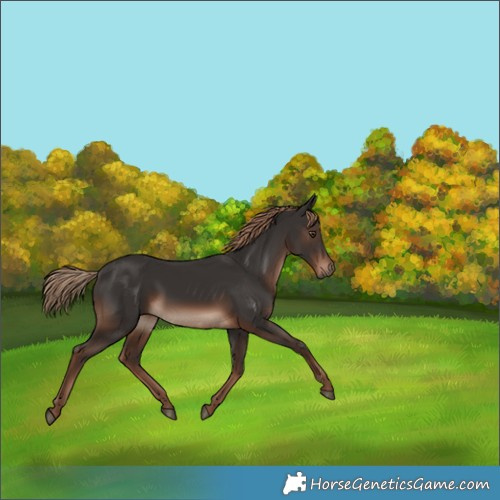 Horse Color:Liver Chestnut 
