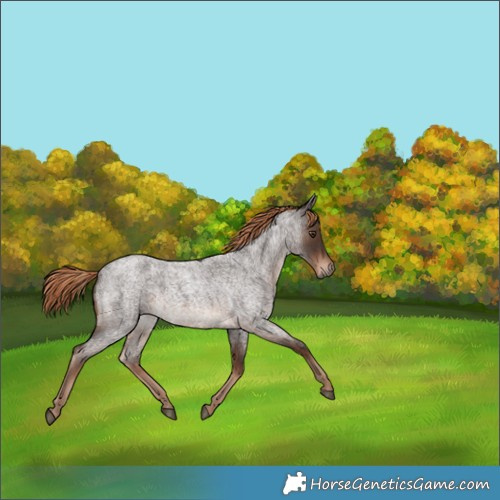 Horse Color:Liver Red Roan 