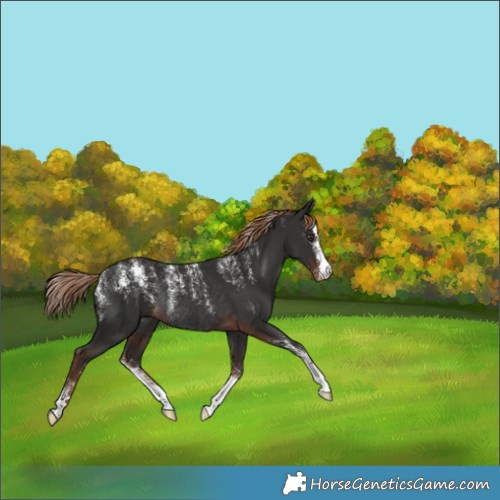 Horse Color:Liver Chestnut Rabicano 
