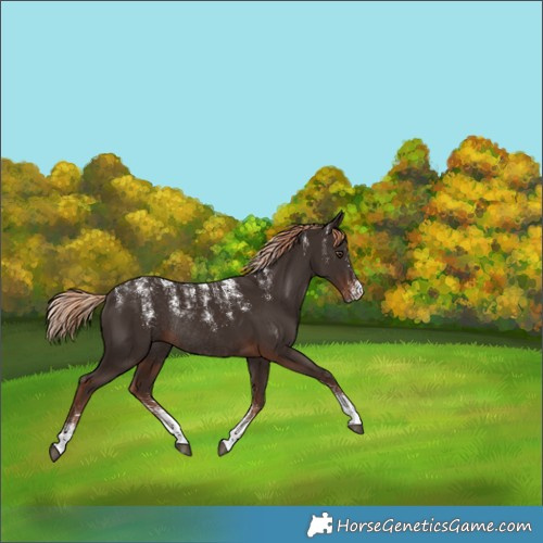 Horse Color:Liver Chestnut Rabicano 