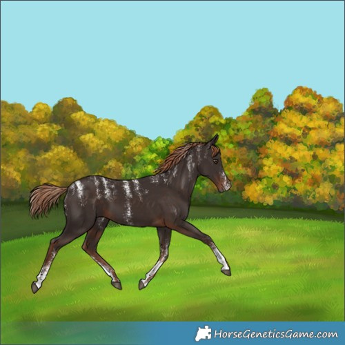 Horse Color:Liver Chestnut 