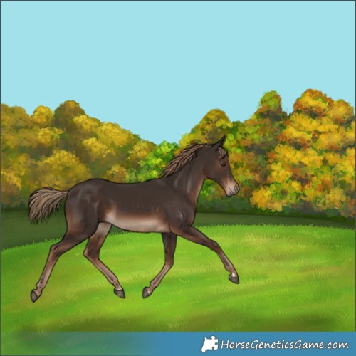 Horse Color:Liver Chestnut 