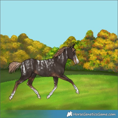 Horse Color:Liver Chestnut Rabicano 