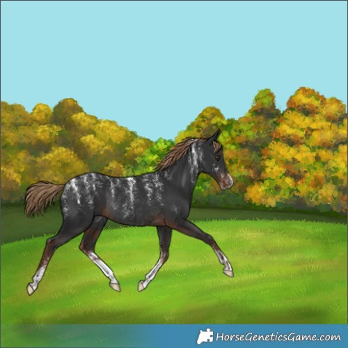 Horse Color:Liver Chestnut Rabicano 