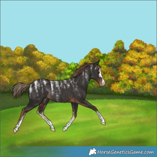Horse Color:Liver Chestnut Rabicano 