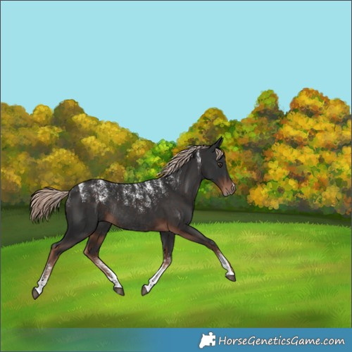 Horse Color:Liver Chestnut Rabicano 